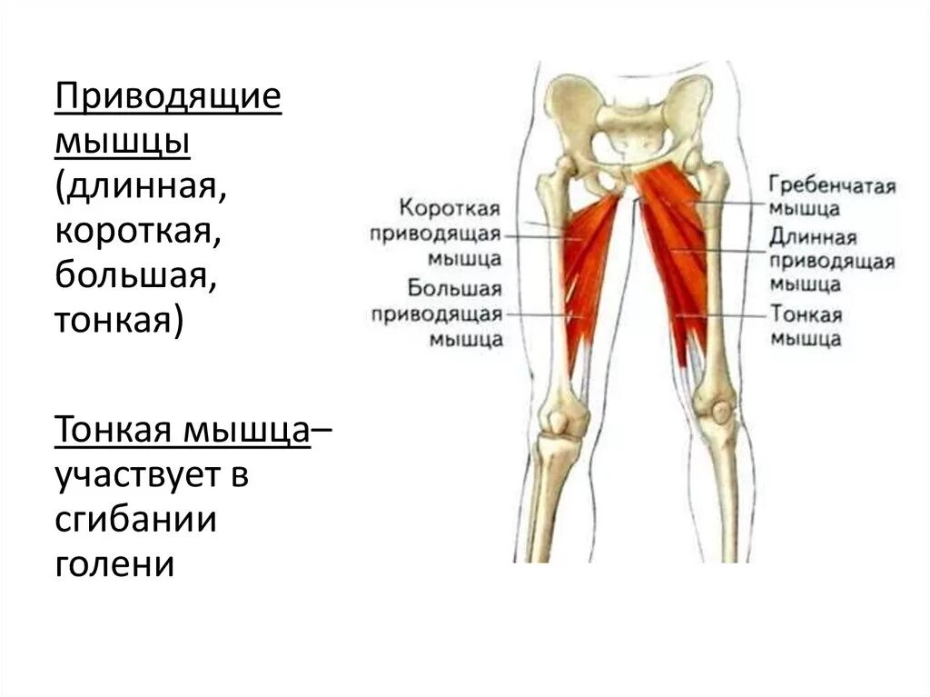 Функции приводящих мышц. Медиальная группа мышц бедра. Медиальная группа приводящие мышцы бедра. Большая приводящая мышца (m. Adductor Magnus).