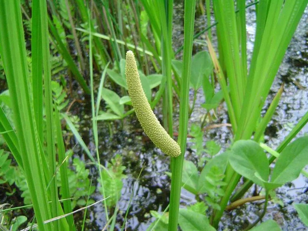 Аир обыкновенный - acorus calamus. Аир обыкновенный болотный. Аир болотный (acorus calamus) p9. Аир болотный соцветие. Аир болотный (acorus calamus).