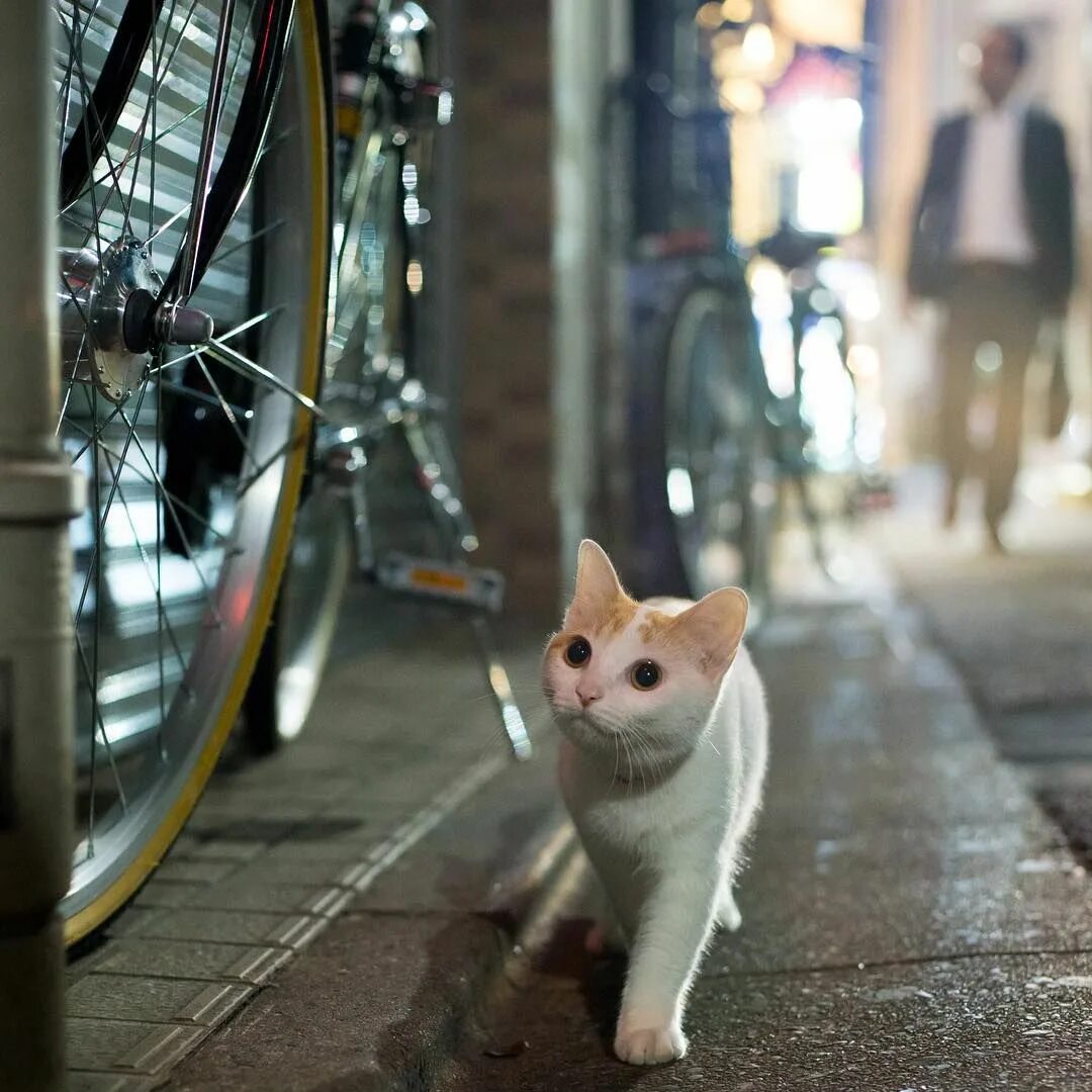 Японские уличные кошки. Японский фотограф кошек. Кошки уличные животные-помощники. Японский фотограф кошек имя. Hello street cat издевательство