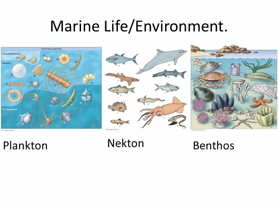 Планктон Нектон бентос Нейстон. Нектон Нейстон перифитон планктон и бентос. Водная среда бентос планктон Нектон. Морские организмы планктон Нектон бентос.