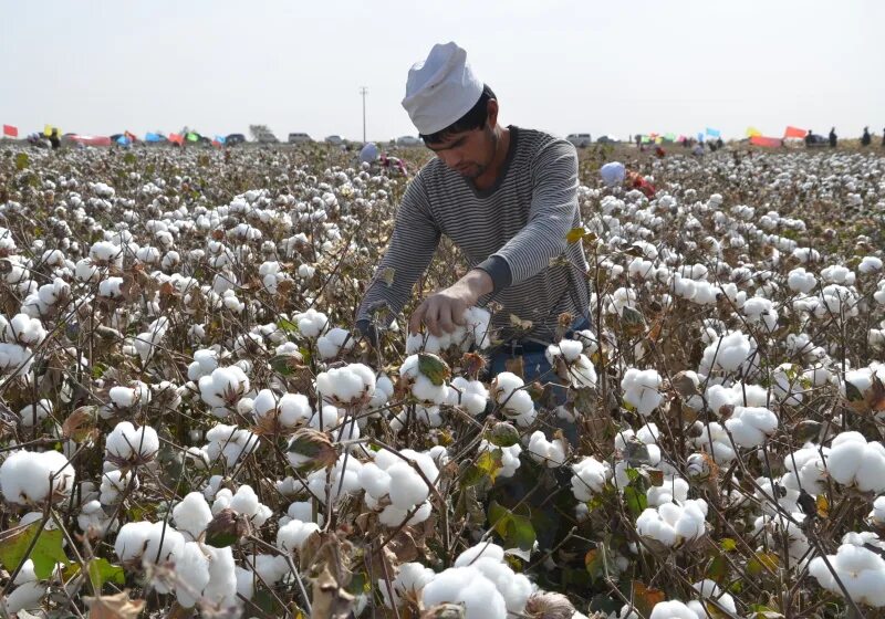 Как цветет хлопок фото на полях Southern Snow Cotton fields, Cotton, Fields