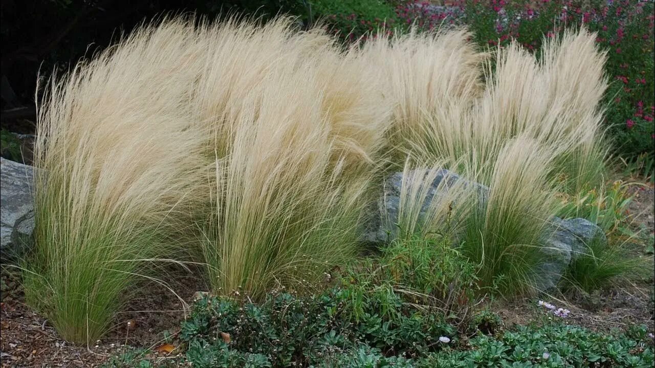 Mexican Feather Grass (Stipa tenuissima) - Grown from Mexican Feather Grass seed
