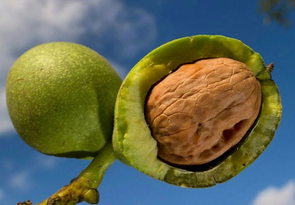 Орех грецкий (Juglans Regia). Грецкий орех плод костянка. Грецкий орех незрелый плод. Плоды неспелого грецкого ореха.