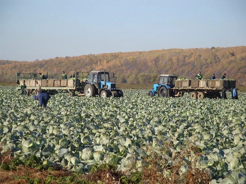 Агрофирма поволжья. Лысов камбайнер село румянцево. Агрофирма байкаловская. Агрофирма поволжья. Агропромышленный комплекс.