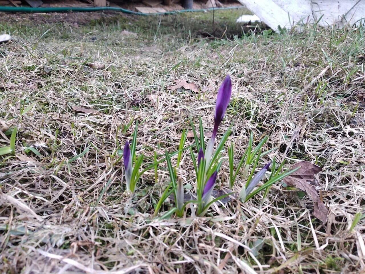 Крокус побег. Крокус метельчатый. Луковичные цветы крокусы. Крокус файрфлай. Луковицы крокусов.