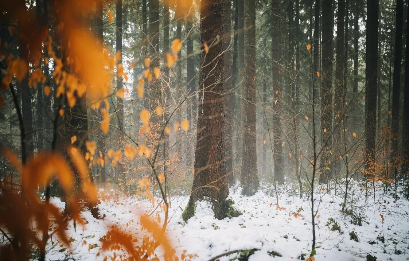 Поздняя осень и наступление зимы. Поздняя осень в лесу. Лес поздней осенью. Осень снег. Лес в ноябре.
