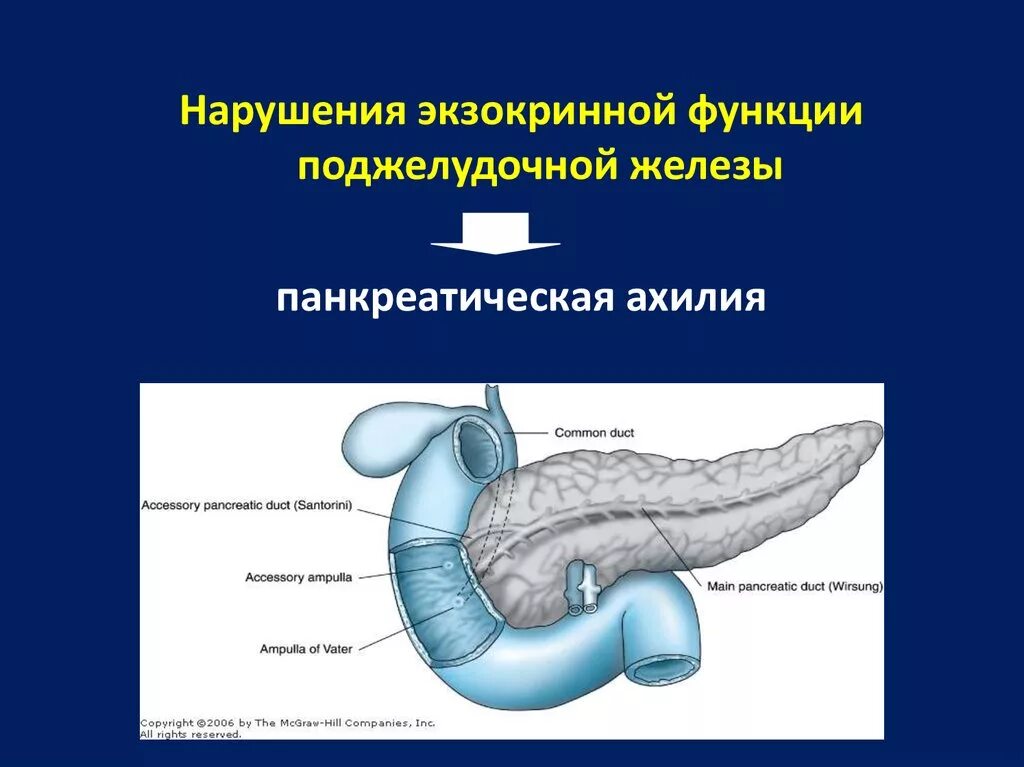 Удаляют ли поджелудочную железу полностью. Экзокринная функция поджелудочной железы. Экзокринные ферменты поджелудочной железы. Экзокринная и эндокринная часть поджелудочной железы. Поджелудка функции.