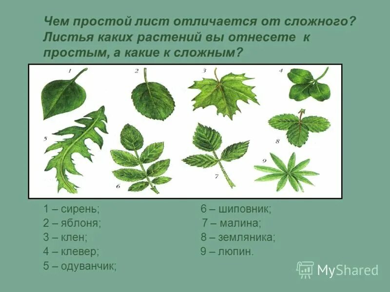 У растения лист которого изображен. Простые и сложные листья. строение сложного листа. простые и сложные листья растений. названия сложных листьев.