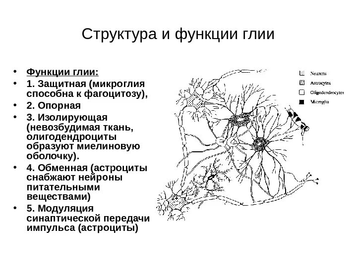 Нейроглия строение и функции. Глия структура и функции. Глиальные клетки строение. Строение и функции клеток нейроглии.