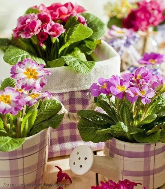 Trädgårdsflow: Spring in the greenhouse Flowers Blumen, Pflanzen und Frühling