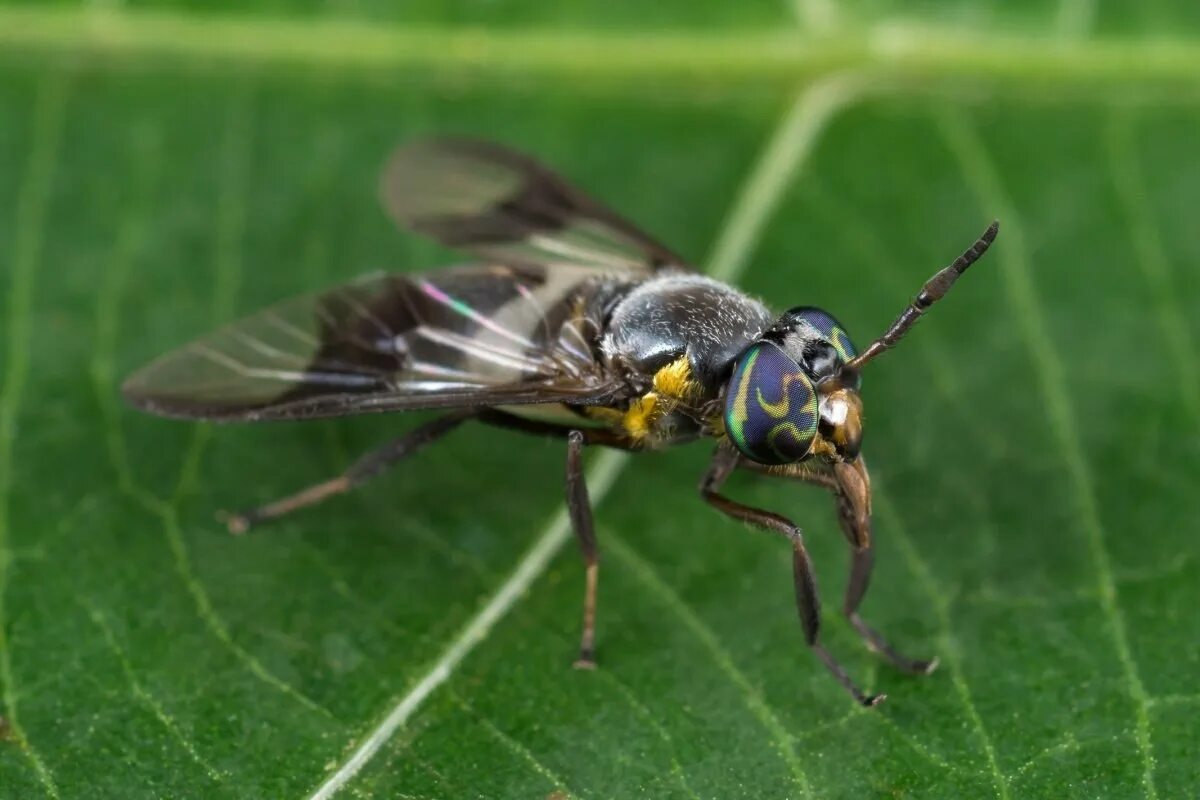 Слепень tabanus chrysurus. Слепень tabanus. Слепень это муха. Слепень бычий tabanus bovinus. Бычий слепень муха.
