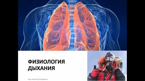 Физиология легких