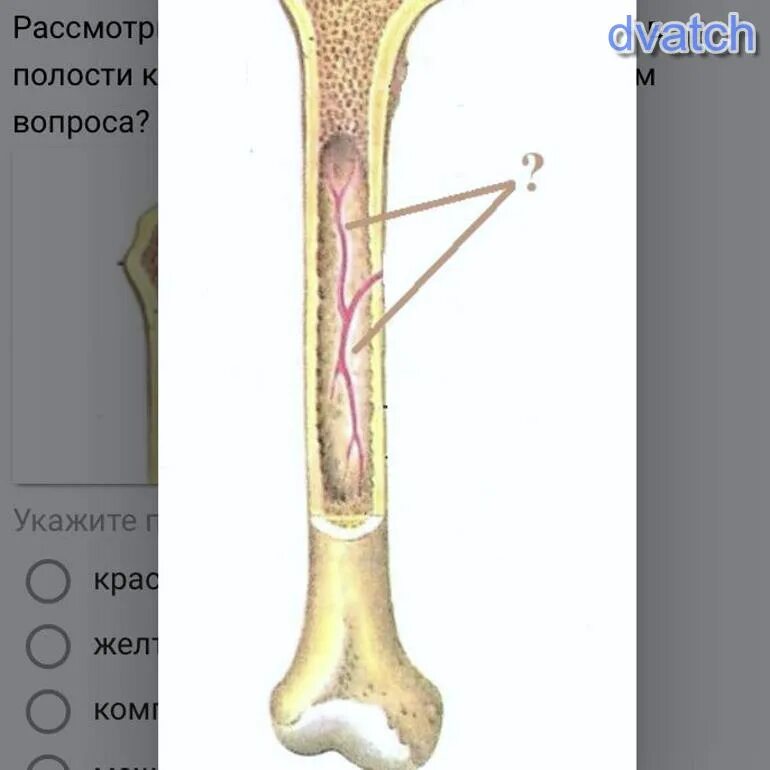 Полость кости. Костномозговая полость в кости. Костномозговая полость кости