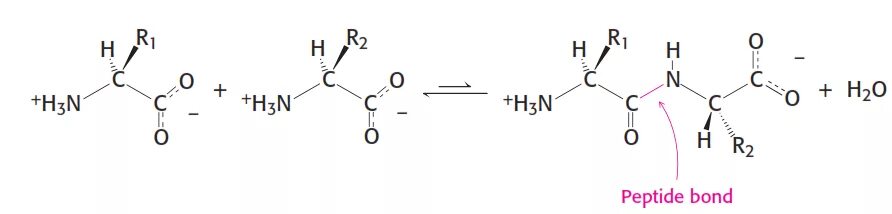 Пептидные связи есть в. Пептидная и амидная связь. Пептидная связь формула. Строение пептидной связи. Пептидная связь химическая природа пептидной связи.