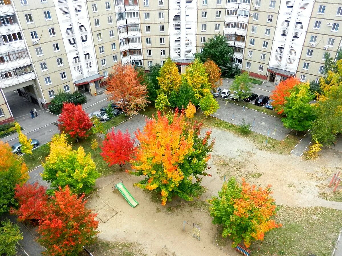 клен геншин. клен возле дома. клен возле дома. осенний двор. клен во дворе.