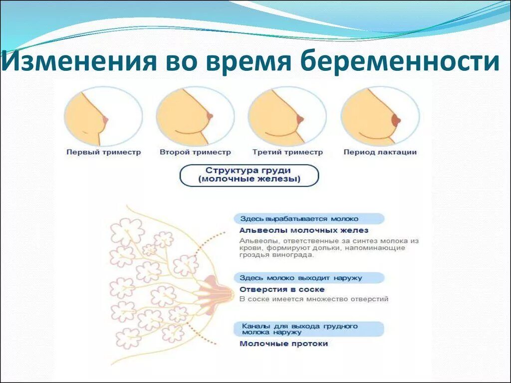 Как сделать чтобы сосок всегда стоял