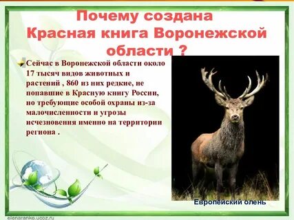Животное красной книги воронежской