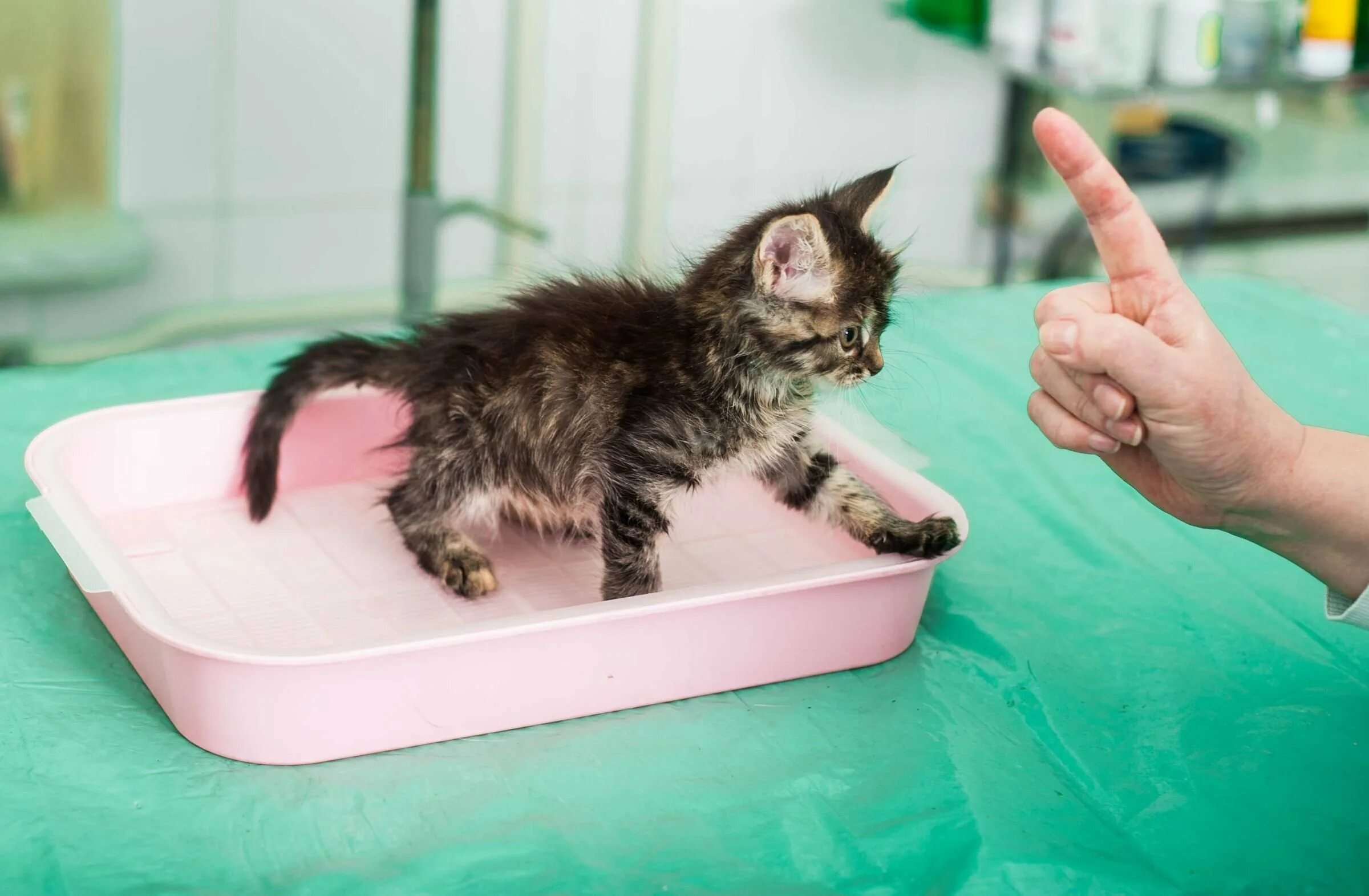 Котенок мяукает туалет. Лоток для котят. Приучить котенка к лотку. Приучение кошки к лотку. Котята ходят в лоток.