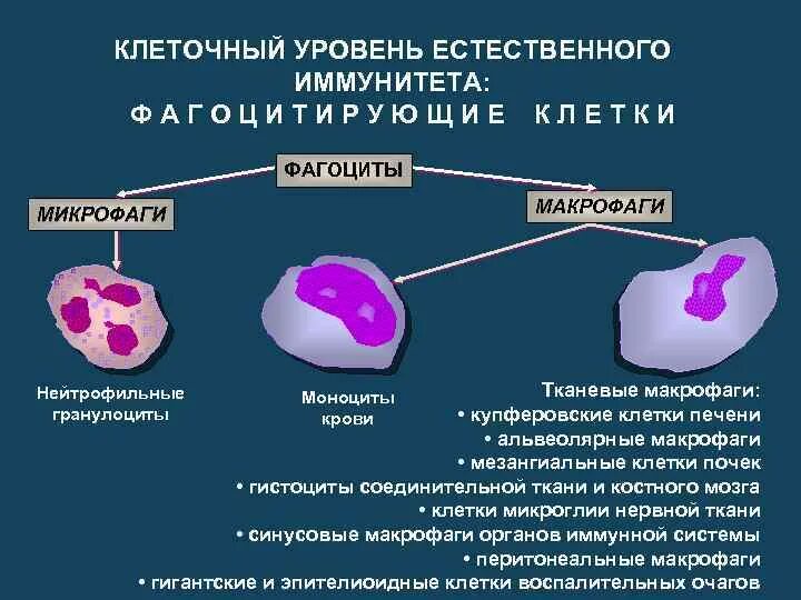 Воспаление фагоцитоз лейкоцит безразличный раздражитель микроворсинка. Клетки иммунной системы фагоциты. Микрофаги иммунология. Микрофаги и макрофаги. Фагоциты функции фагоцитов иммунология.