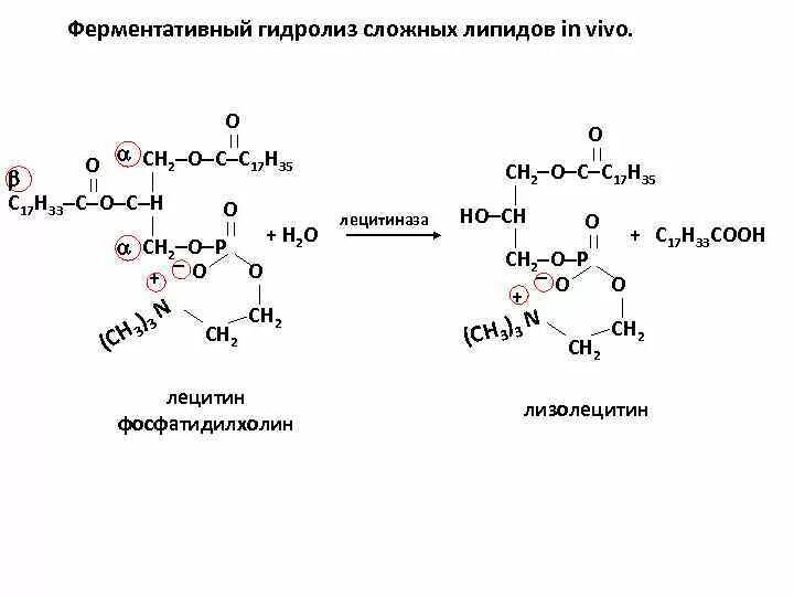 Ферментативный гидролиз жиров. Ферментативный гидролиз фосфолипидов. Кислотный гидролиз лецитина. Щелочной гидролиз лецитина. Реакции ферментативного гидролиза лецитина.