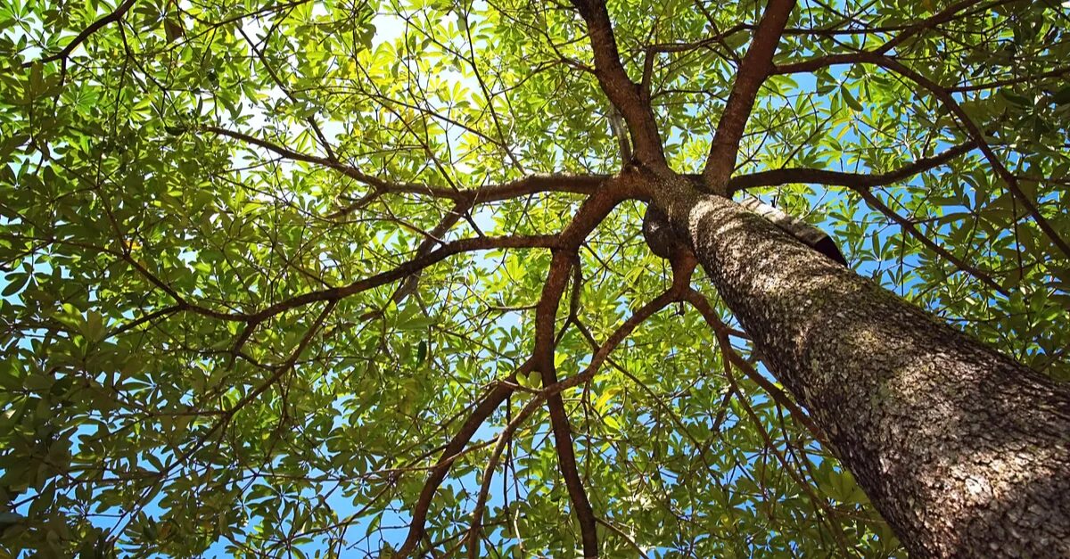 Please the trees. Please the trees