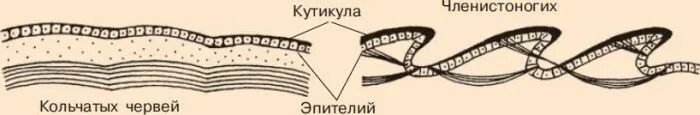 Покровы кольчатых червей. Строение кожных покровов кольчатых червей. Кольчатые черви кутикула покровы. Покровы тела беспозвоночных животных. Кожа беспозвоночных