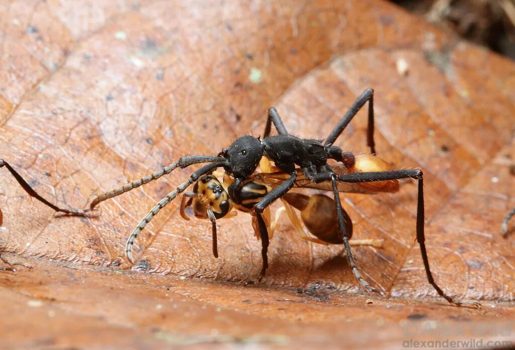 Название армейского муравья. Муравьи Эцитоны Бурчелли. Бродячие муравьи – Эцитоны. Кочевой муравей Эцитон Бурчелли. Муравей Кочевник солдат.