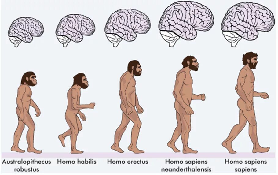 Эволюция развития мозга. Эволюция человека хомосапиенс. Хомо хабилис Эректус сапиенс Эректус. Хомо Эректус хомо сапиенс хабилис. Размер мозга хомо сапиенс сапиенс.