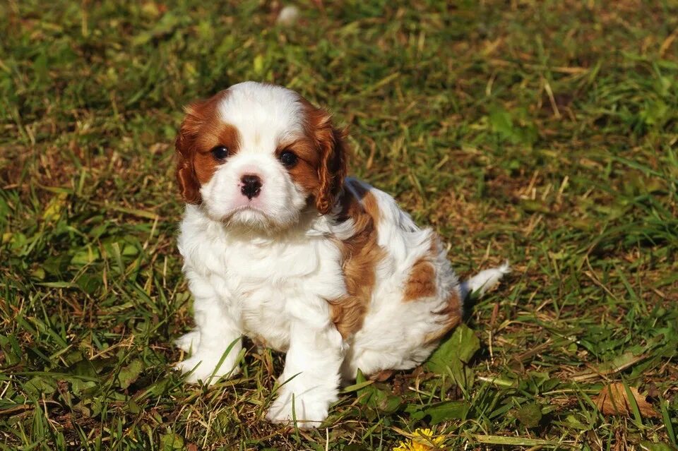 Кавалер кинг чарльз спаниель. Кавалер кинг чарльз спаниель. Кинг чарльз спаниель щенки. Королевский кинг чарльз спаниель. Кавалер кинг чарльз спаниель 3 месяца.