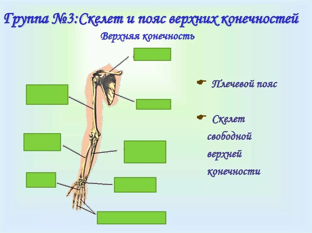 Тема скелет конечностей. Строение пояса верхних конечностей человека. Скелет пояса и свободной верхней конечности. Строение верхней конечности человека. Скелет верхних и нижних конечностей.