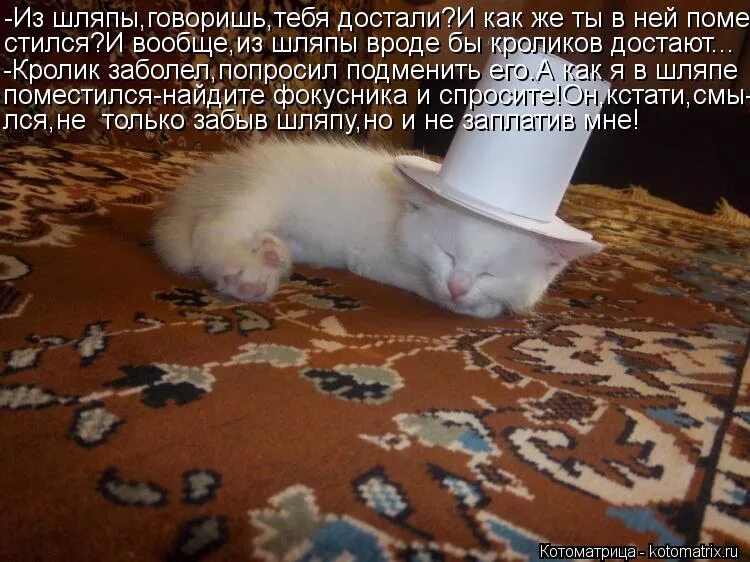 Заболела и прошу. Цитаты про кроликов из шляпы. Достает кролика из шляпы. Кролика которого ты из шляпы достаешь. Кот достает кролика из шляпы.