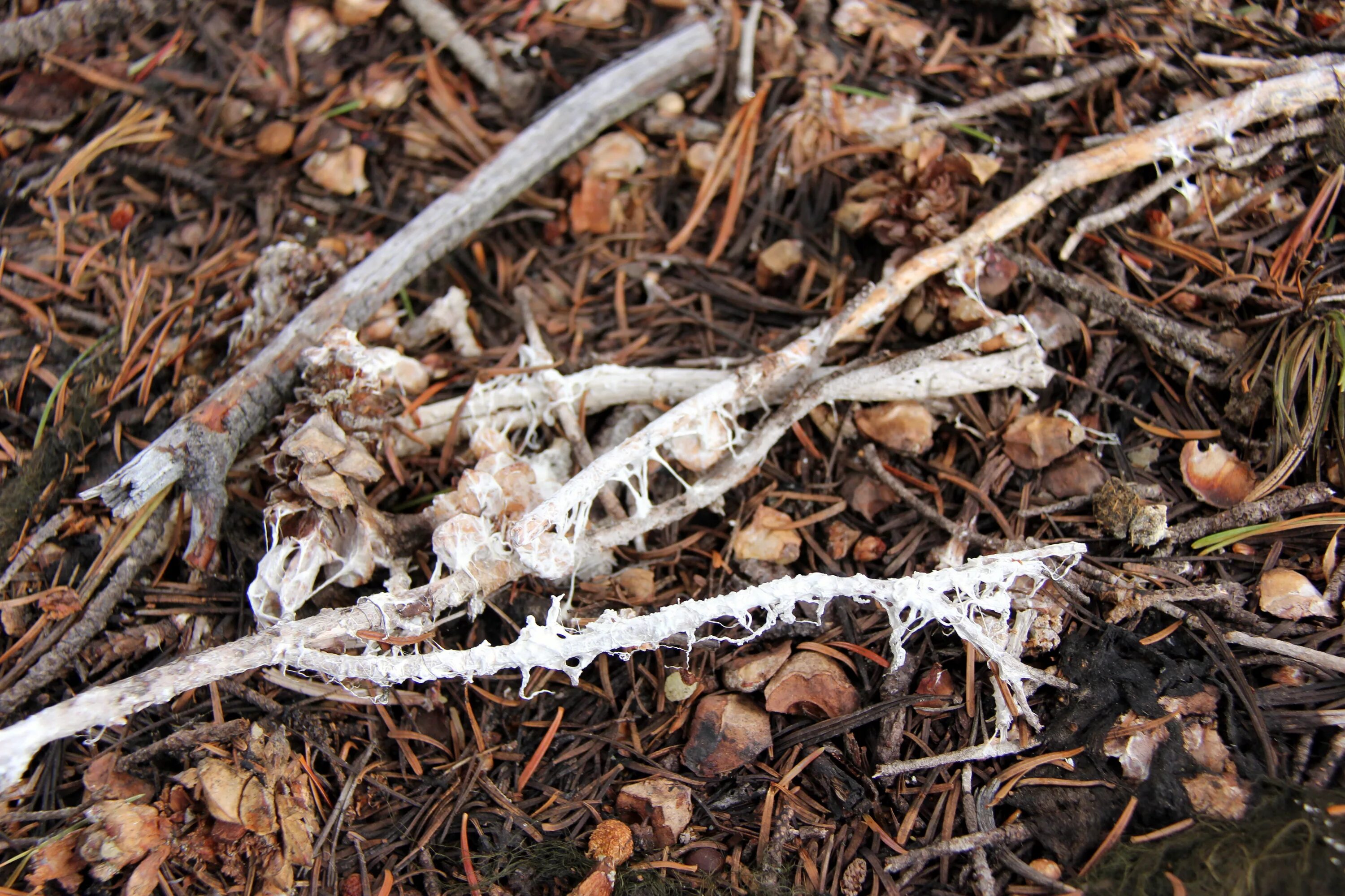 Decomposition. Decomposition polyvinylpirrolidone. (x+alpha)^ decomposition.