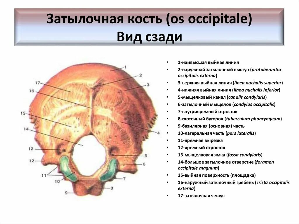 Верхняя выйная линия затылочной кости. Затылочная кость кость анатомия. Строение черепа затылочная кость. Строение затылочной кости анатомия.