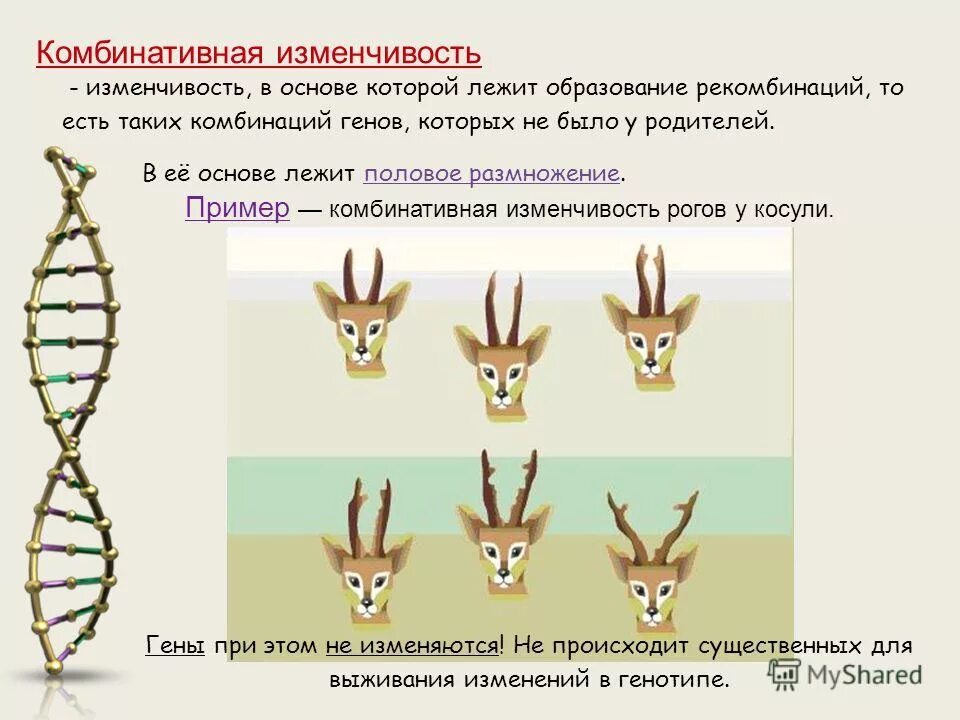 Образование новых комбинаций генов. Комбинативная изменчивость примеры. Комбинативна яизменчивсть. Примеры комбинативной изменчивости. Пример комбинированной изменчивости.