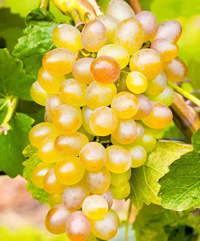 Виноград неукрывной альфа. Сорта винограда для амароне. Виноград самородок. Сорт винограда цитронный магарача. Сорт винограда 3 1.