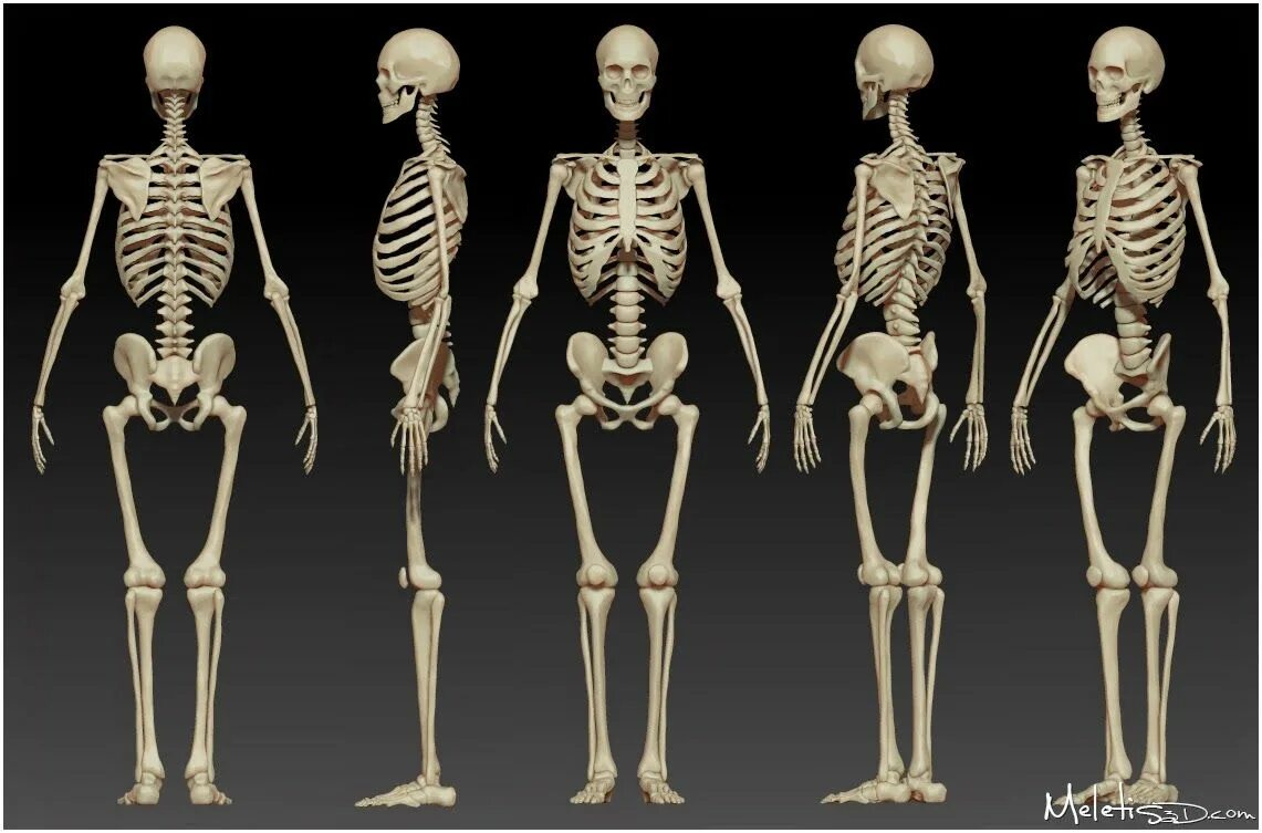Скелет референс. Скелет человека в полный рост. Скелет человека референс. Скелет человека анатомия.