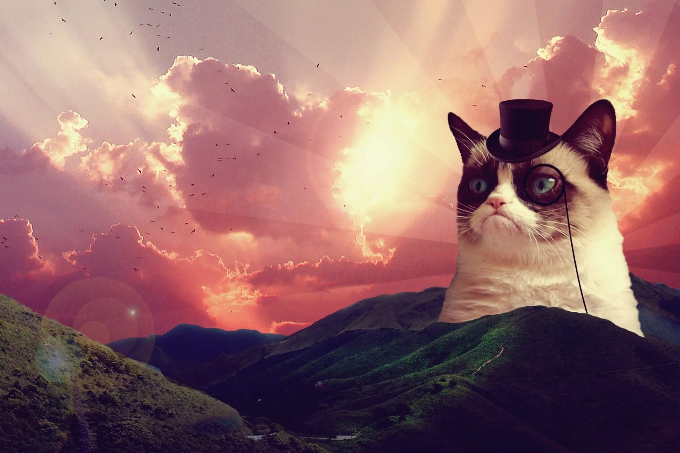 Кот в космосе. Кот в космосе. Кошки на рабочий стол компьютера. Смешные коты видео фон. Кот в космосе.