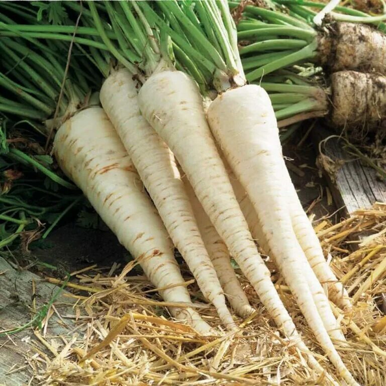 Корень петрушки. Свежий корень петрушки. Корень петрушки кудрявой купить. Корень петруастернака. Корень петрушки на белом фоне.