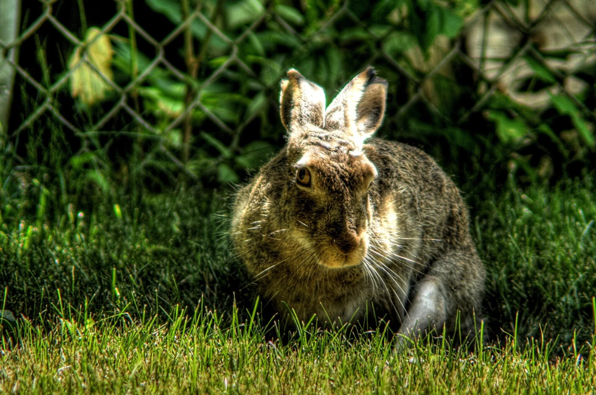 Hare&#039;s