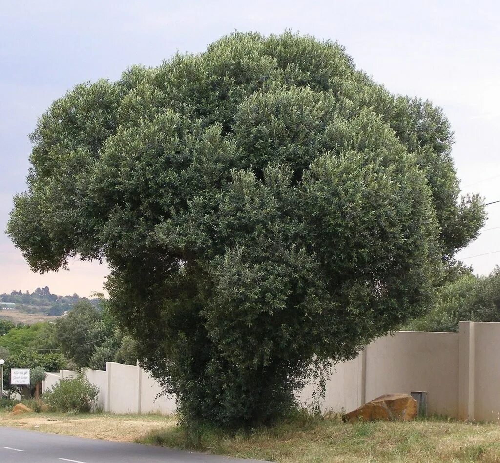 Дерево 6 метров. Олива европейская дерево. Олива вечнозеленое дерево. Дерево олива Черноморская. Лавролистная маслина.