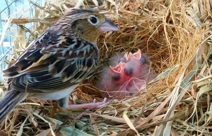 Как выглядят дети воробьев Free Images : hand, flower, wildlife, beak, fauna, close up, vertebrate, finch,