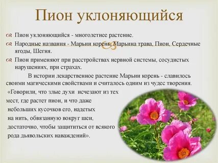 Пион полезные свойства