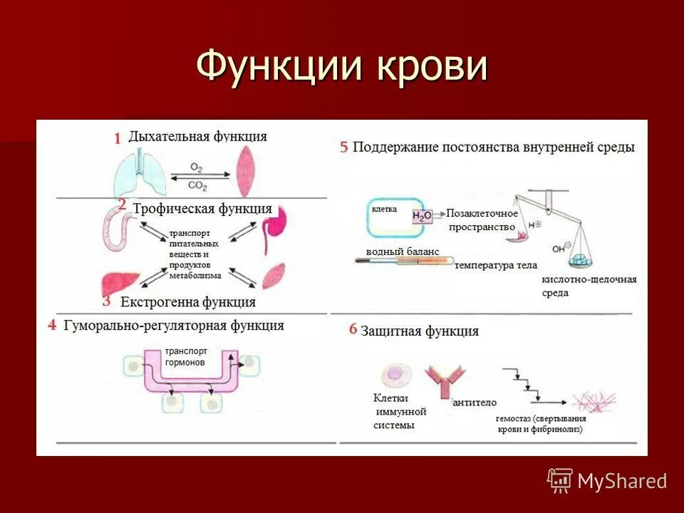 газообмен физиология дыхания. дыхательная функция крови. защитные белки крови. кровяное дыхание. какова роль крови в дыхании.