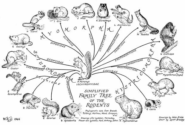 Классификация грызунов схема. Развитие грызунов схема. Древо грызунов. Эволюционное дерево млекопитающих. Млекопитающие древо