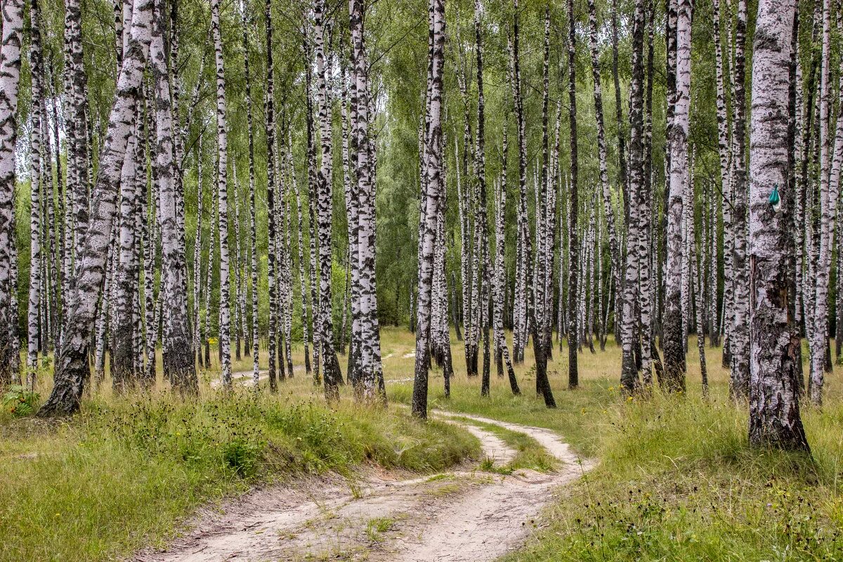 Березняк кисличный. Березняк лес. Березняк битцы. Найти в березняках. Найти в березняках.