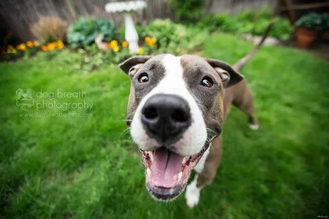 Dog is happy