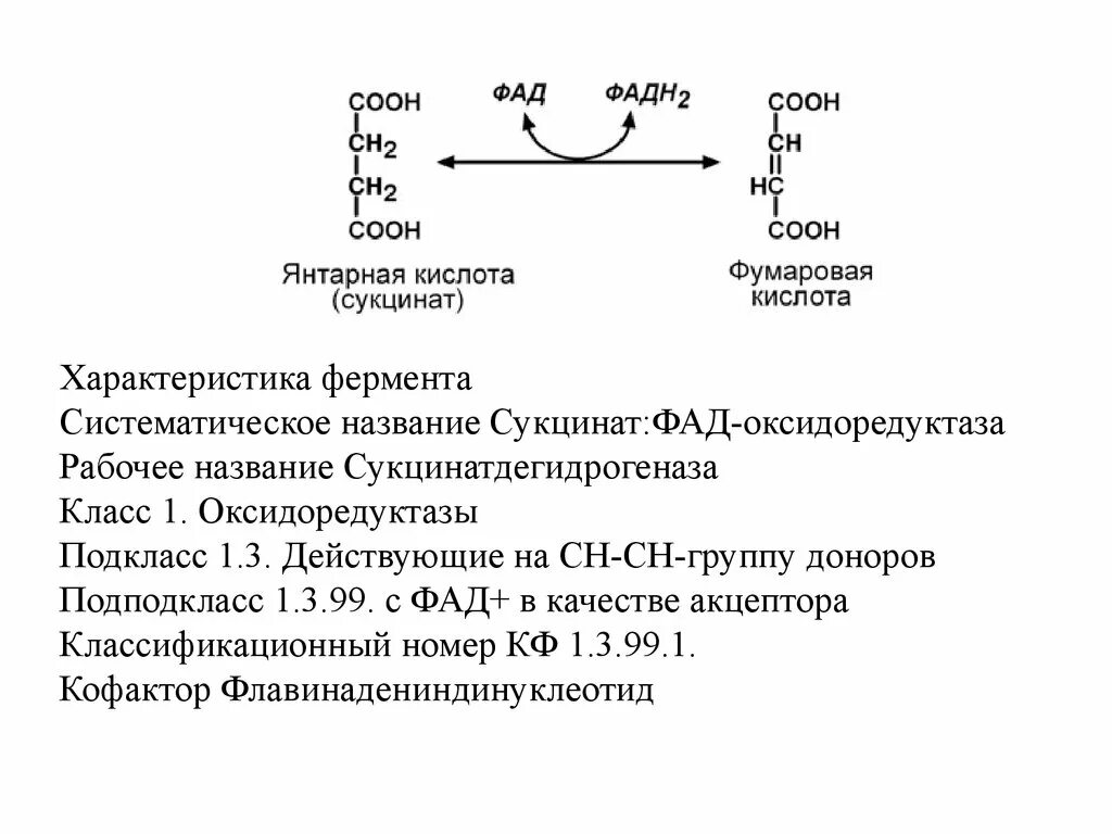 Сукцинат ФАД фермент. Сукцинатдегидрогеназа систематическое название. Сукцинат ФАД фумарат фадн2 фермент. Кофермент фермента сукцинатдегидрогеназы. Код фермента