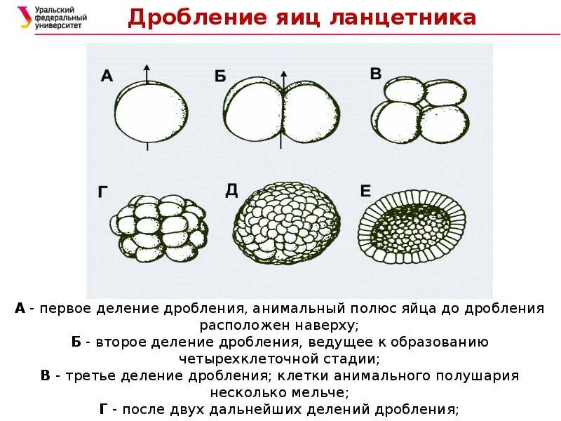 Дробление зиготы и образование. Бластула типы бластул. полное равномерное дробление бластула. тип дробления у ланцетника. схема дробления и образования бластулы.