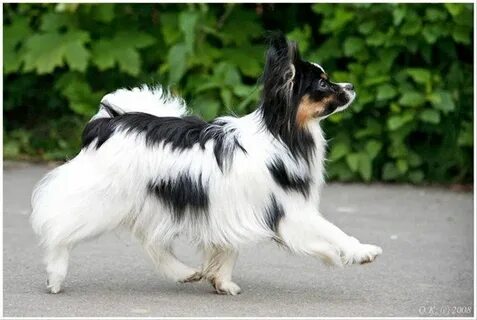 Papillon владикавказ