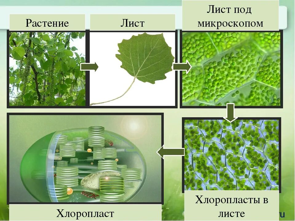 В каких клетках листа расположены хлоропласты. Хлорофилл лист растения под микроскопом. Строение хлоропласта клетки листа. Хлорофилл в хлоропластах. Клетка листа хлоропласты хлорофилл.